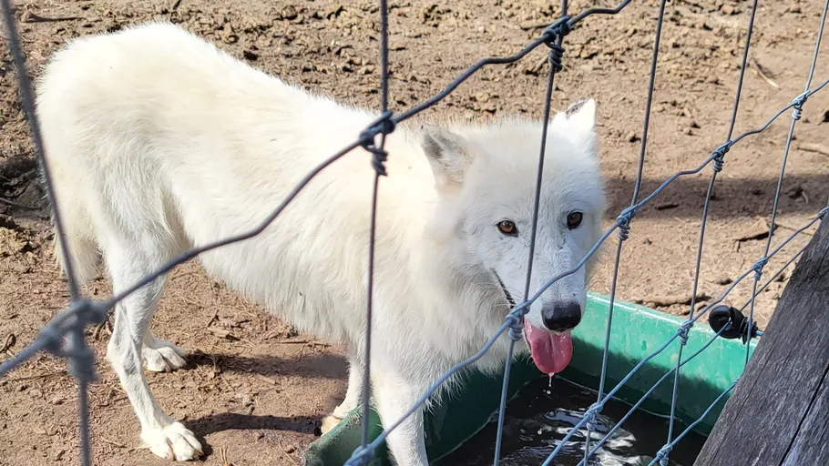 White wolf drinks from a green trough.
