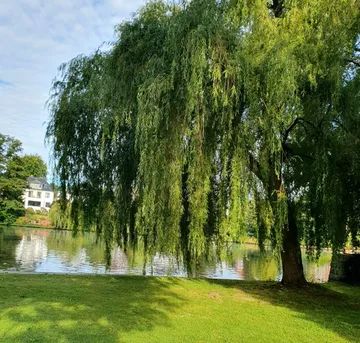 Weidenbaum am Teich, Haus im Hintergrund.