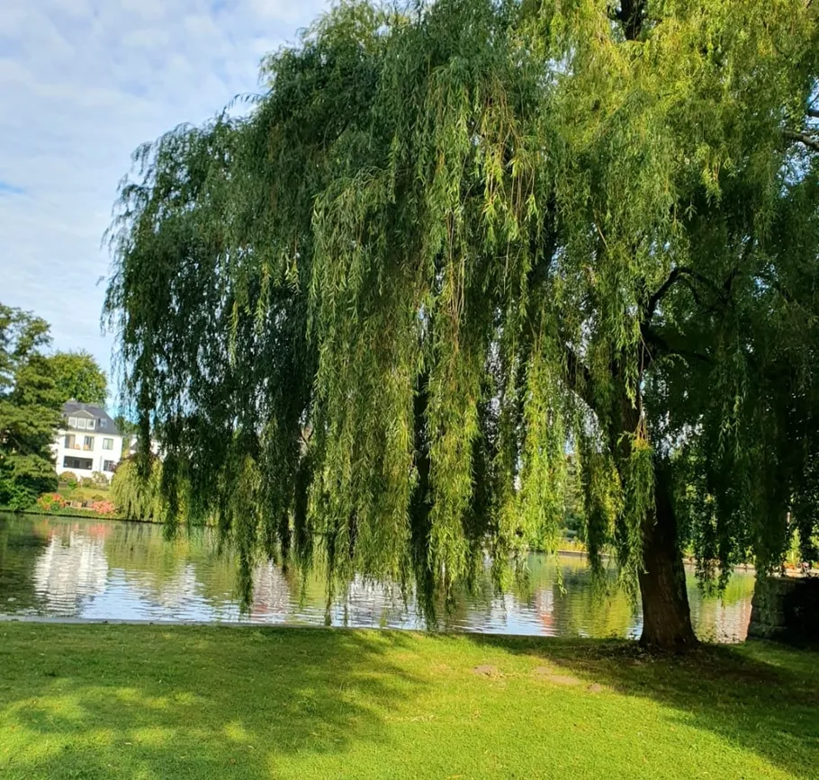 Willow tree by a pond, house background.