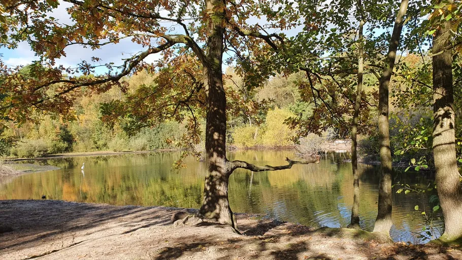 Tree with branches near a calm pond.