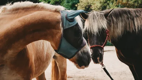 Zwei Pferde berühren sich mit den Nüstern im Paddock.