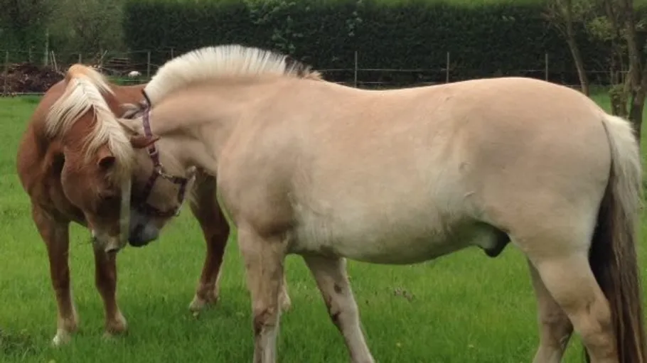 Two horses nuzzling in a green field.