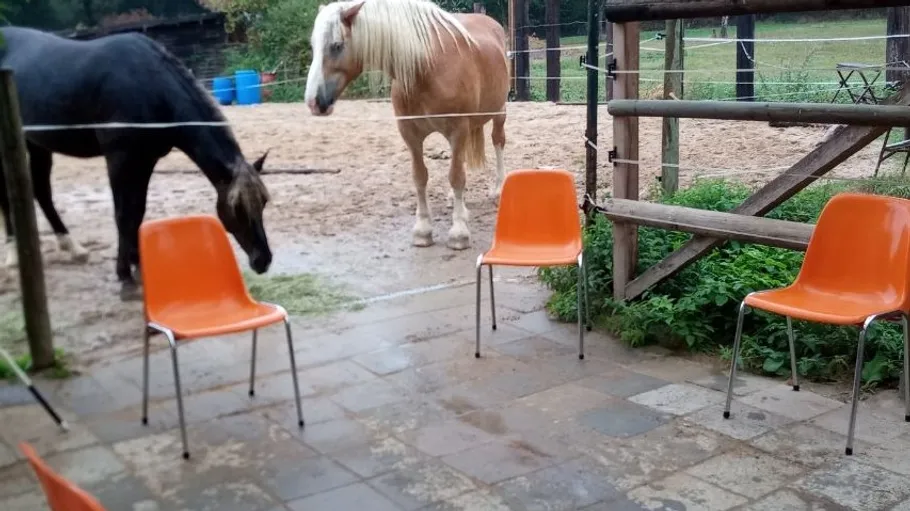 Two horses standing near four orange chairs.
