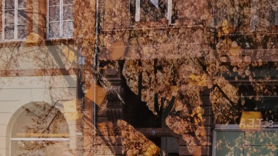 Baumspiegelung auf städtischen Gebäudefenstern.