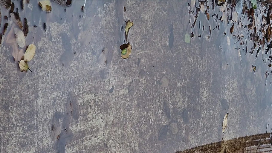 Nasser Gehweg mit verstreuten gefallenen Blättern.