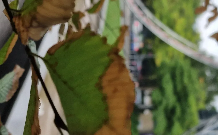 Blätter verwelkt im Vordergrund, grüne Bäume dahinter.