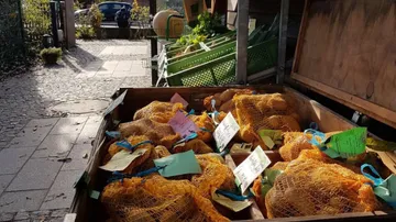 Bags of potatoes in a crate outside.