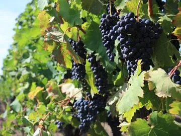 Dunkle Trauben wachsen an blätternden Reben im Weinberg.