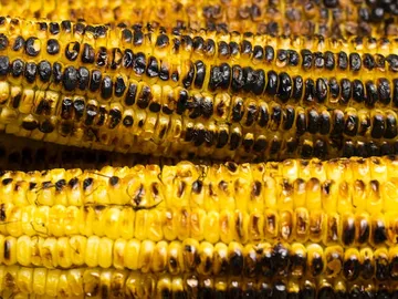 Grilled corn on the cob is laid on top of each other in yellow-black color.