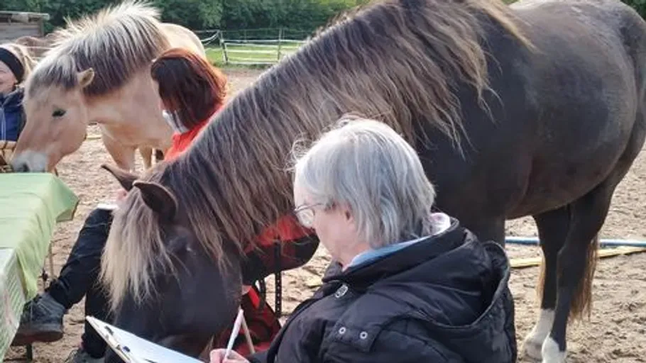 Horses near people in outdoor setting.