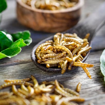Insekten Kochkurs in Schwetzingen bei Mannheim