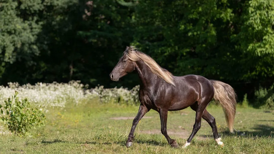 Dark horse trotting in green field.