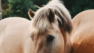 Pferd mit geschecktem Fell im Waldhintergrund.