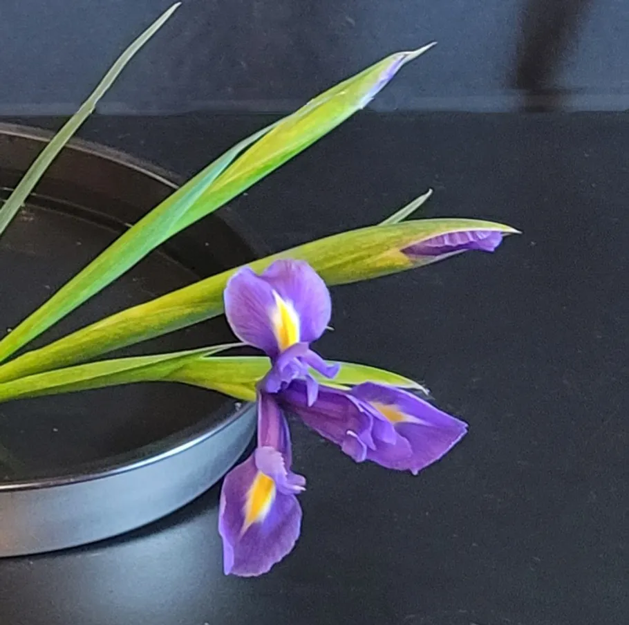 Purple iris flower on black surface.
