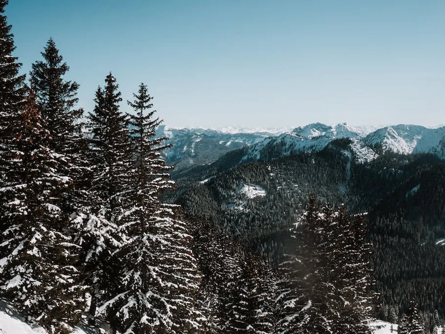 Snow-covered fir trees stand in front of mountains under clear skies.