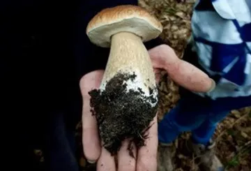 Hand holding large mushroom in forest.