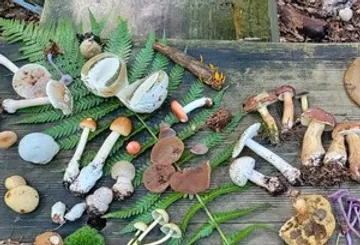 Variety of mushrooms displayed on wooden table.