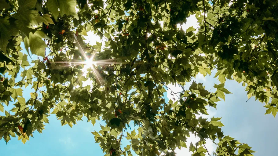 Sunlight shining through leafy tree branches.