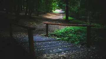 Holzbrücke auf Waldweg, umgeben von Bäumen.