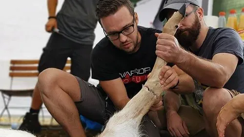Zwei Männer untersuchen Bein einer Ziege drinnen.