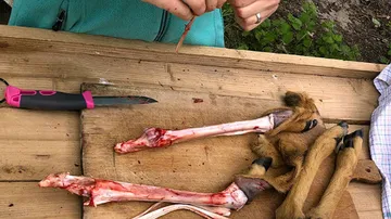 Person cleaning animal legs on wooden table.