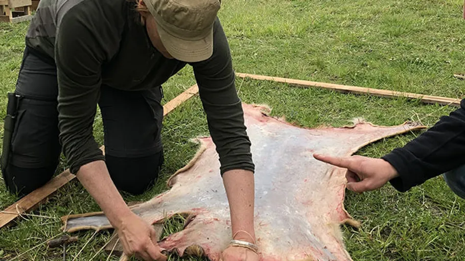 Person kneels, works on animal hide outside.