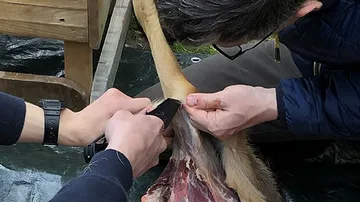 Person using knife to skin animal leg outdoors.