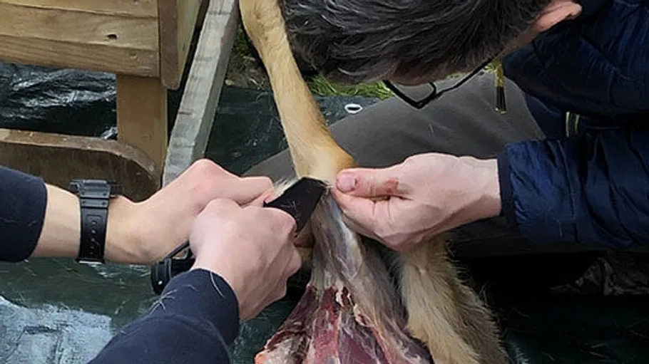 Person schnitzt Tierbein im Freien mit Messer.