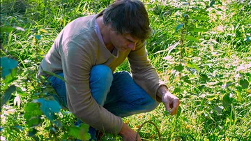 Mann hockt, pflückt Pflanzen im Garten.
