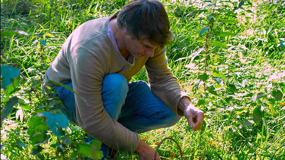 Man crouching, picking plants in garden.