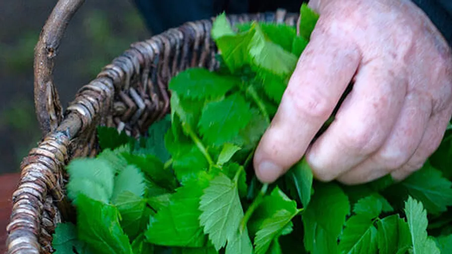 Hand picking green leaves from basket.