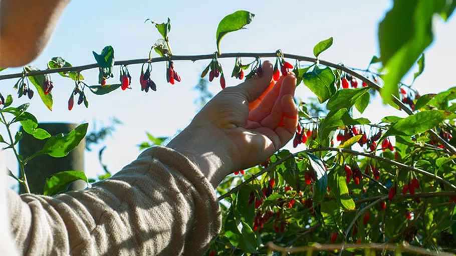 Hand pflückt Beeren von Blattzweig im Freien.