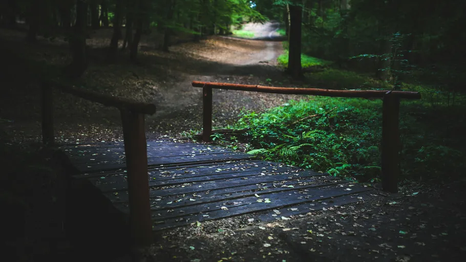 Holzbrücke auf einem Waldweg im Grünen.