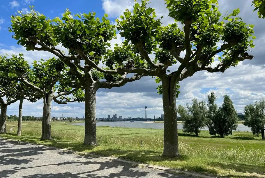 Bäume säumen Uferweg unter wolkigem Himmel.