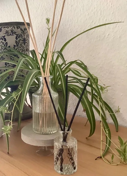 Spider plant and scent sticks on wooden table.