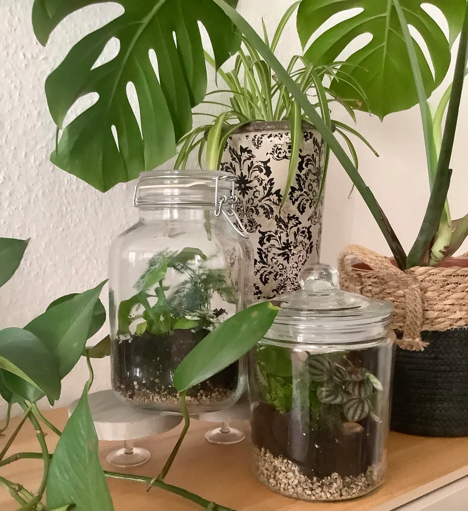 Plants in glass jars on wooden shelf.