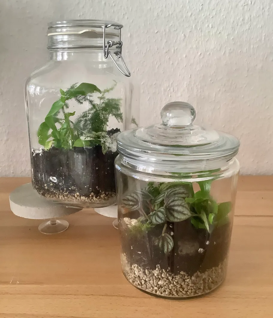 Two glass jars with plants on wooden surface.