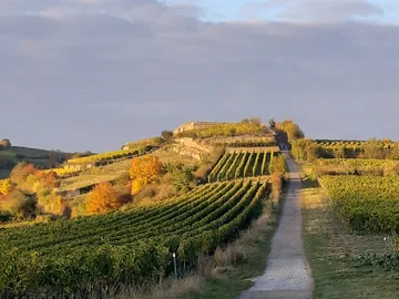 Vineyards that gently climb up a path at sunset.