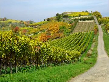 Vineyards grow surrounded by colorful autumn leaves and trails.
