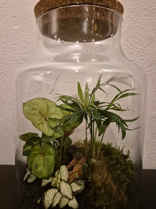 Terrarium plants in glass jar on table.