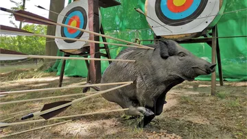 Wild boar target with several arrows, archery range.