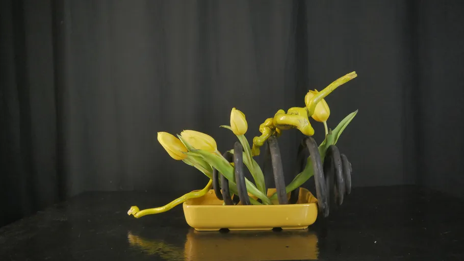 Yellow tulips arranged with black circular stems.