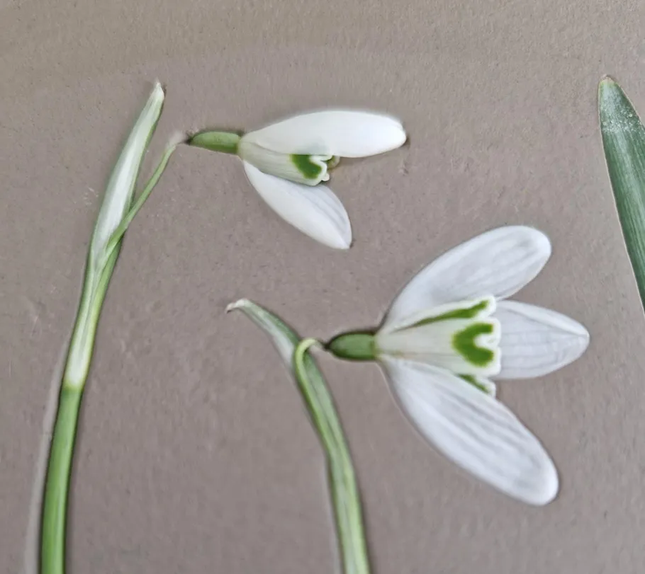Snowdrops on gray surface, close-up view.