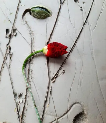 Rote Blume wächst aus Betonriss.