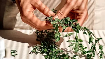Hands holding fresh green herbs indoors.