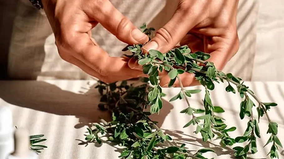 Hands holding fresh green herbs indoors.