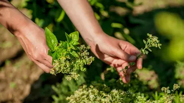 Hände pflücken Kräuter im Garten.