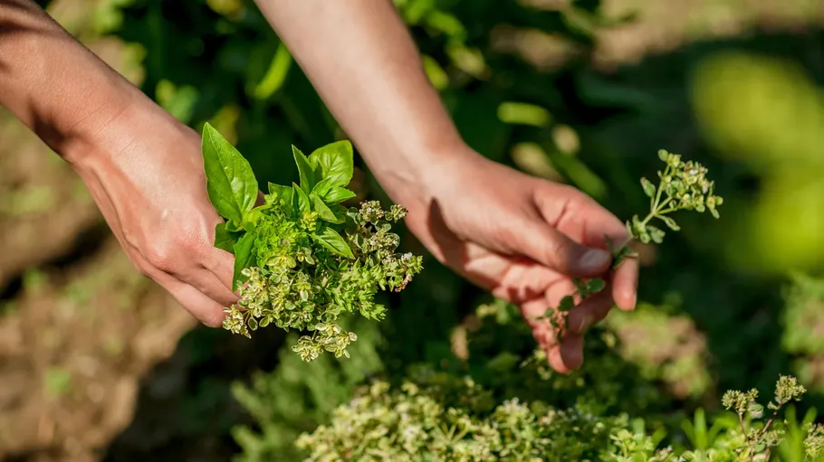 Hands picking herbs in a garden.