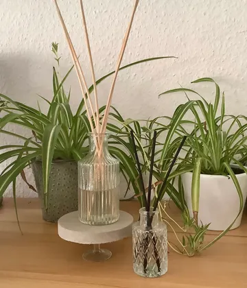 Reed diffusers and plants on wooden surface.