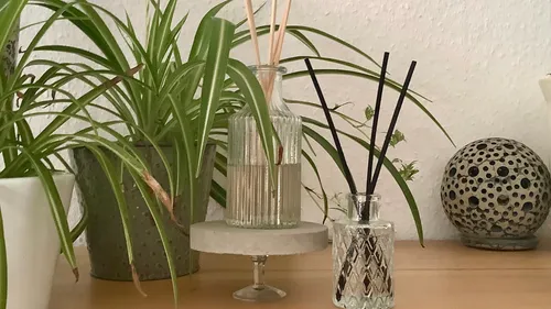 Houseplants and reed diffusers on wooden shelf.